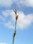 Carex vaginata