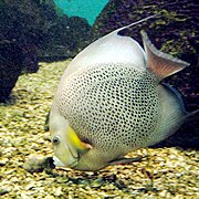 Gray angelfish.jpg