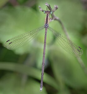 Female (dorsal view)