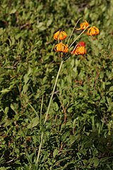 Lilium columbianum