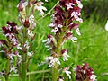 Neotinea ustulata Germany - Zeutern