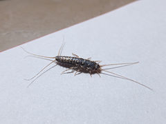 Thermobia domestica 04.JPG