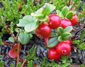 Vaccinium vitis-idaea