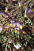 Vicia lunata