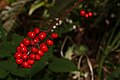 Actaea rubra