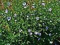 Plant in flower