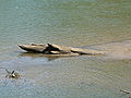 Nisqually National Wildlife Refuge