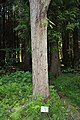 Populus wilsonii trunk