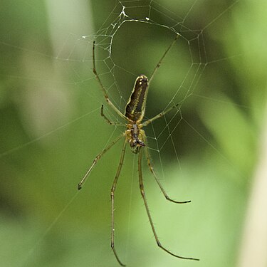 A spider seen in The National Forest, Midlands, UK either spinning or repairing web, macro shot using extension tube.