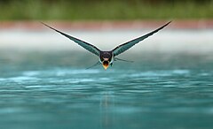 Трэцяе месца: A swallow (Hirundo rustica) drinking while flying over a swimming pool sanchezn (License: CC BY-SA 3.0)