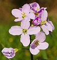 Wiesen-Schaumkraut - Cardamine pratensis, im Waldpark Neckarau