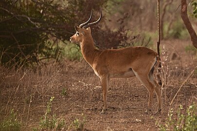 Cobe de Buffon (mâle) dans la partie W du Niger. Photograph: MAHAMADOU ALPHA ISSIFOU Omar