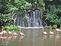 Flamingo Pool