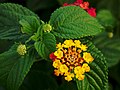 Image 47Flower and leaves of Lantana camara