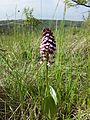 Orchis purpurea Austria - Lower Austria Burgstall (Haslach)