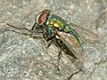 Goldfliege, (Calliphoridae), Hamburg, Germany