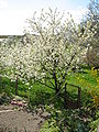 Tree in flower, Poland