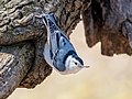 Image 102White-breasted nuthatch doing its nuthatchy pose in Green-Wood Cemetery