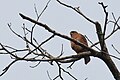 English: Tiny Hawk Accipiter superciliosus (cat.)