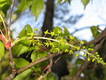 male flowers, Fukushima, Japan