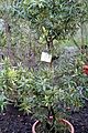 Hakea oleifera