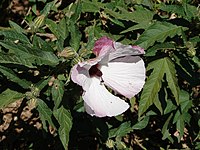 Hibiscus heterophyllus