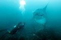 Peixe-Lua (Mola mola) na Ilha Santiago, Galápagos em 25 de fevereiro de 2012.