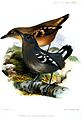 English: Pearly Antshrike (Megastictus margaritatus, cat.)