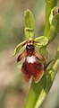 Ophrys insectifera Germany - Tauberland