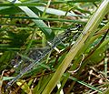 Pasaginė strėliukė, patelė Coenagrion puella, female