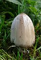 Rašalinis mėšlagrybis Coprinus atramentarius