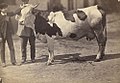 Adolphe Braun Cow