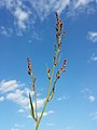 Inflorescence (individual with predominantly male flowers)