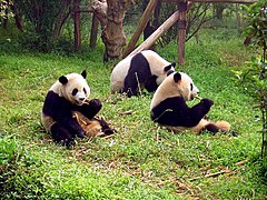 Pandas in Chengdu