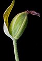 Cypripedium acaule