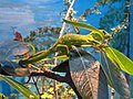 Northland green gecko, Naultinus grayii, New Zealand