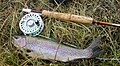 Typical Firehole River Rainbow Trout