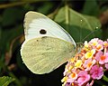 Pieris rapae (Small White)