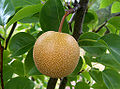 an Pyrus pyrifolia (Sand pear)