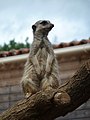 Suricate au Natur'Zoo de Mervent, Vendée