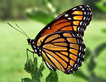 Adult, ventral view of wings.