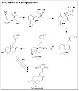 Biosynthesis Figure.jpg