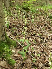 Cephalanthera damasonium 280503.jpg