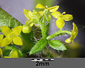 Part of an inflorescence with bracts