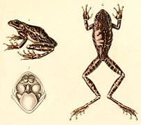 Hypsiboas alboniger, drawing