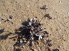 Limonium dufuorii.JPG