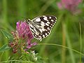 on Trifolium pratense