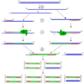 Schematic drawing of the PCR cycle. Not entirely accurate (see description).