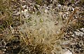 Stipa pennata with feathery fruits.