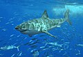 Great White Shark, National shark of America